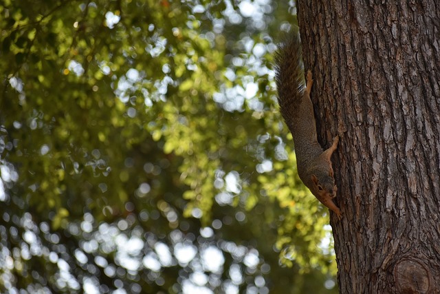 加盟了巴塞 加盟了巴塞