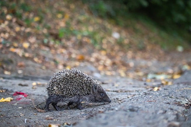 過去一個賽 過去一個賽
